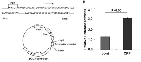 Chlorpyrifos (CPF) enhances the activity of ferroportin transcriptional