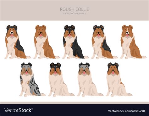 Rough Collie Clipart Different Poses Coat Colors Vector Image