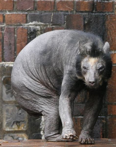 To Be Fair This Bear Lost All Its Fur Due To A Mysterious Illness But Still Who Knew That