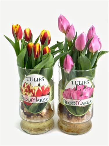 Tulips In Glass Vase 10 Inch Fred Meyer