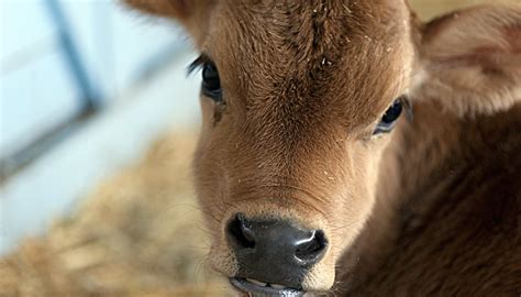 Have someone measure for you so you can remain standing straight; How to Feed a Baby Calf With a Feeding Tube | Animals - mom.me