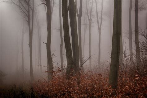 Nebel Im Herbstwald Wagrati