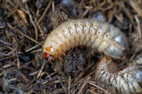 11 Natural Ways To Get Rid Of Grubs In Garden Dre Campbell Farm