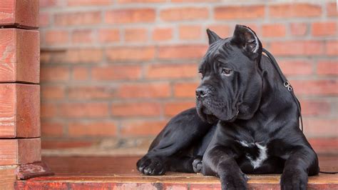 Cane Corso Wallpapers Wallpaper Cave