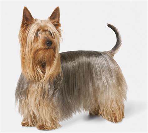 Silky Terrier Dog Breed Profile