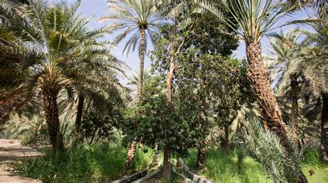 Oasis Garden Landmarks Experience Abu Dhabi