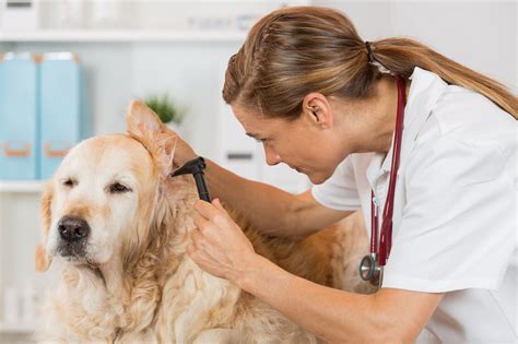 3 Infecciones En Perros Y Qué Hacer En Cada Caso Hospital Veterinari