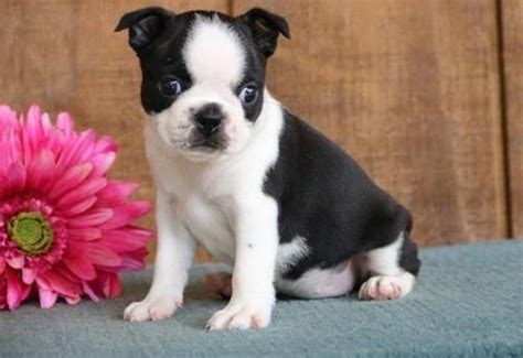 The boston terrier is compact, sturdy, and small but is not delicate or fragile. Boston Terrier Puppies For Sale | Green Bay, WI #229475