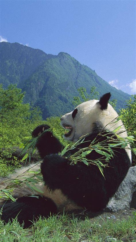 🔥 Free Download Cute Little Panda Animal Hd Wallpaper 1920x1080 For