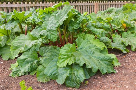 Where To Plant Your Rhubarb Removing The Mystery