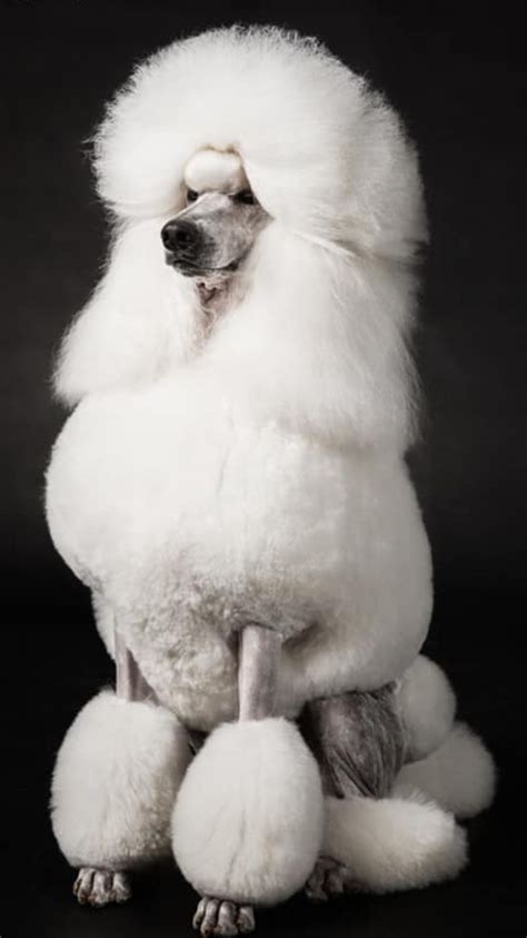 Beautiful White Standard Poodle Poodle Dog Poodle Dog Breeds