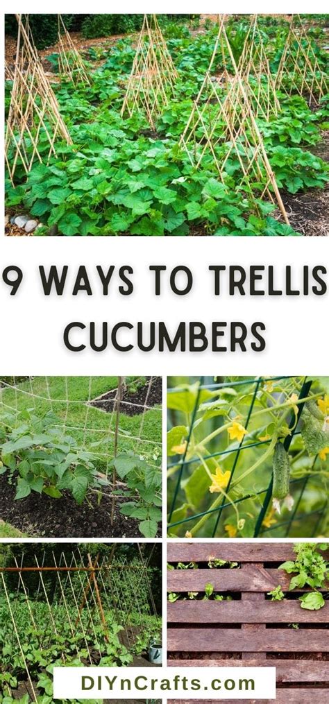 9 Easy Ways To Trellis Cucumbers For A Better Harvest Detailed Edge