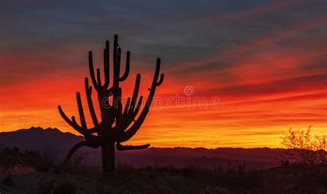 Desert Sunrise Saguaro Cactus Silhouette Stock Image Image Of