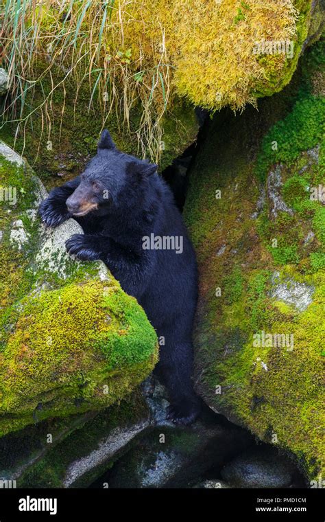 Anan Creek Bear Observatory Tongass National Forest Alaska Stock