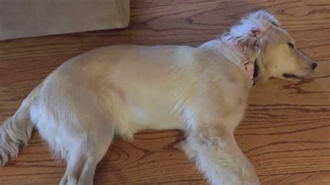 6 Month Old Golden Retriever Puppy Has Puppy Nightmares