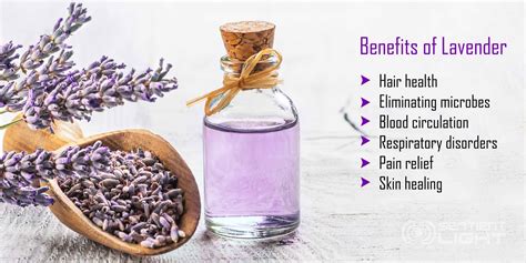 Lavender Origin Benefits And Uses Sentientlight