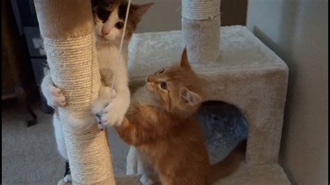 Cute Kittens Play Together For First Time Youtube