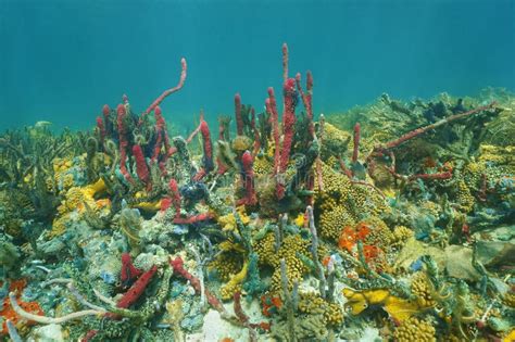 Underwater Seabed Colorful Marine Life Caribbean Stock