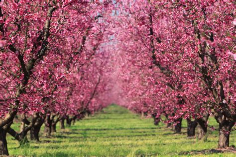 In order to determine exactly when your fruit tree will bloom, it is important to understand the budding stage of apple trees. Stadelman Fruit - Cherry Orchards in Bloom | Azalea flower ...