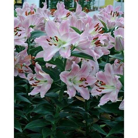 Bloomsz Souvenir Oriental Lilium Bulb 1 Pack 11319 The Home Depot