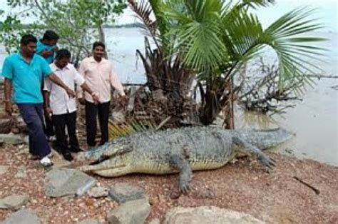 The negeri sembilan government will object to the. ! BUJANG SUSAH !: BUAYA PORT DICKSON