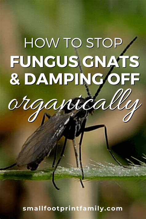 How To Control Fungus Gnats And Damping Off Organically Small