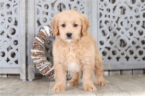 They are a cross the goldendoodle is bred to be a family dog. Athena - Precious, Mini, Golden Doodle - Puppies Online