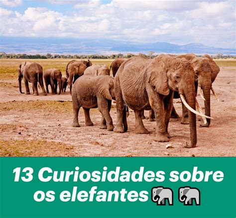 13 Curiosidades Sobre O Elefante IncrÍveis Elefantes Elefante