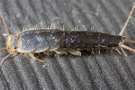 You can fight back against these insects by learning about their habits, what attracts them and the methods used to eradicate them. Do Silverfish Bite? - Causes, Symptoms & Allergies From ...