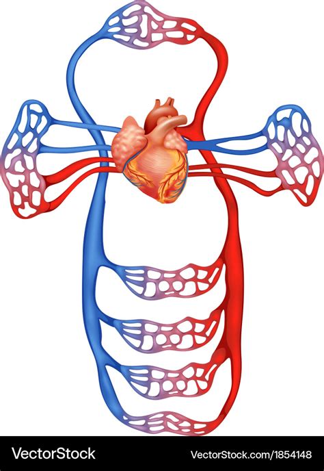 Circulatory System No Labels Clip Art At Vector Clip Art Porn Sex Picture