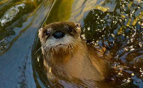 Species Spotlight North American River Otter By Mohonk Preserve Medium