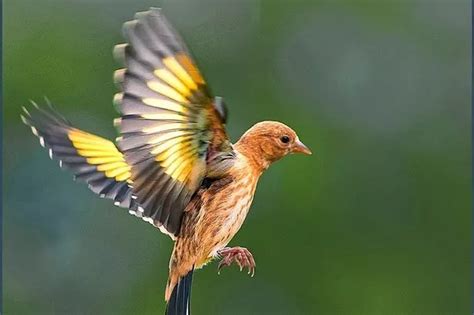 The top 10 birds to look out for in your garden - Birmingham Live
