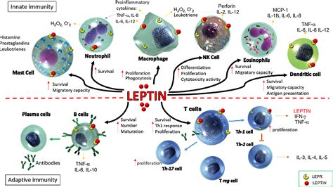Figure 1 From Role Of Leptin As A Link Between Metabolism And The