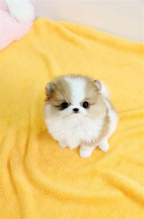 Pomeranian Adorable Teacup Cute Puppies Pets Lovers