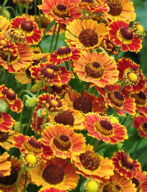 How To Easily Create Great Color For Your Late Summer And Fall Garden