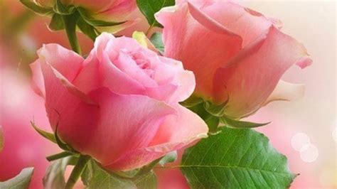 Pink Roses Image Abyss