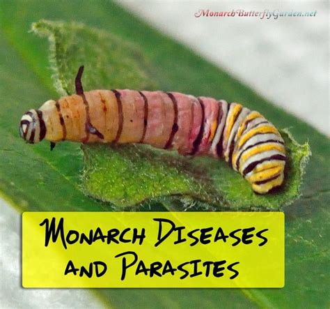 12 Monarch Diseases Parasites And Caterpillar Killers 🐛☠️ Monarch
