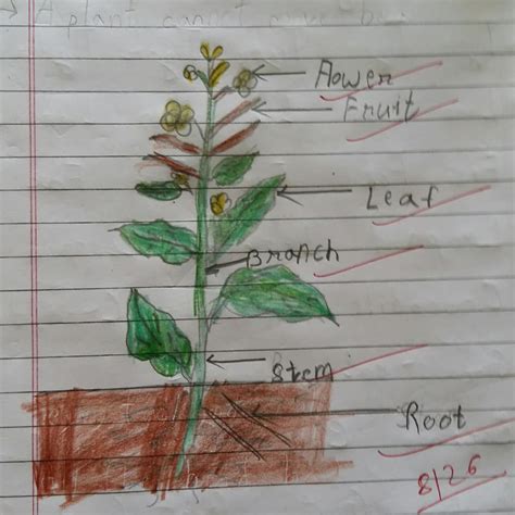 Parts Of A Mustard Plant Drawing Mrigashira World School