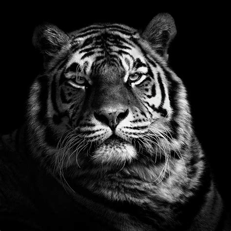Tiger Photograph By Christian Meermann Fine Art America