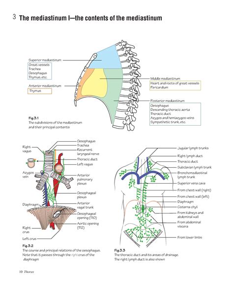 Anatomy And Fundamentals Part 1 10 Thorax 3 The Mediastinum I C The