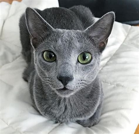 Whoops Hypoallergenic Cats Blue Cats Russian Blue Cat