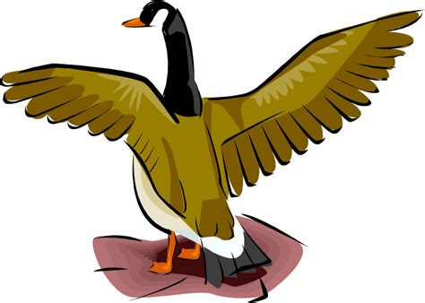 Canadian Goose Clipart