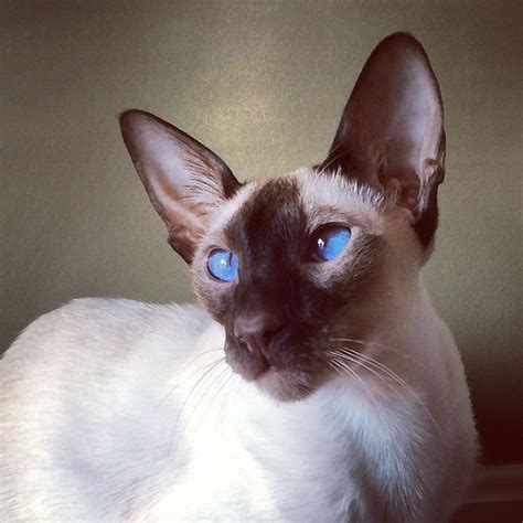 Which breed is right for you? My beautiful chocolate point Siamese cat. | My Siamese ...