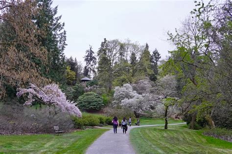 The Top 5 Places To See Cherry Blossoms In Seattle This Spring Secret
