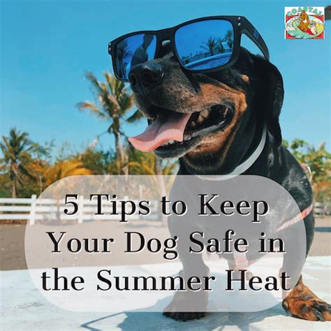 5 Tips To Keep Your Dog Safe In The Summer Heat Coastal Veterinary