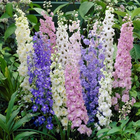 Stunning Larkspur Giant Imperial Mix Seeds At Todds Seeds A Symphony