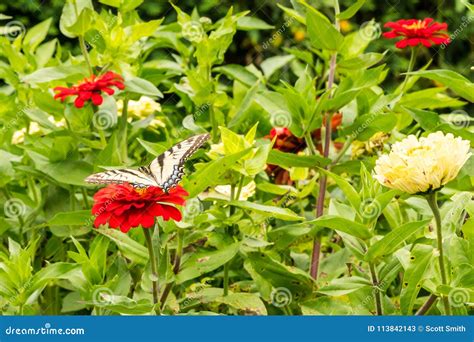 Tiger Swallowtail Butterfly Orientale In Un Della Miscela Del Sole