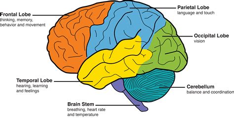 Parts Of The Brain And What They Do