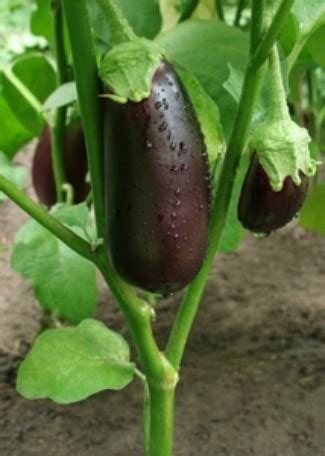 Matures in 73 to 80 days: Growing Eggplant | ThriftyFun
