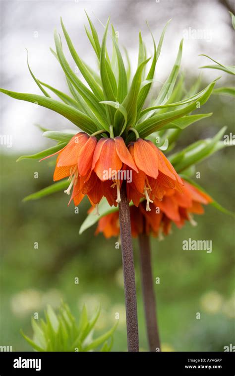 Crown Imperial Lily Fritillaria Imperialis Stock Photo Alamy